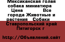 Мексиканская голая собака миниатюра › Цена ­ 53 000 - Все города Животные и растения » Собаки   . Ставропольский край,Пятигорск г.